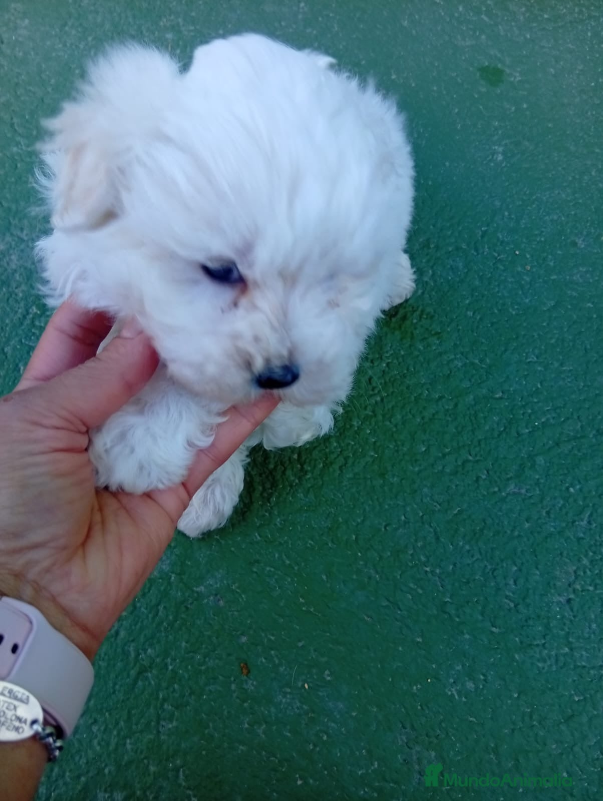 Bichón Maltés perros Cachorro macho bichon maltés  - Anuncio 1
