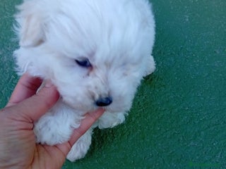 Bichón Maltés perros Cachorro macho bichon maltés - Anuncio 1