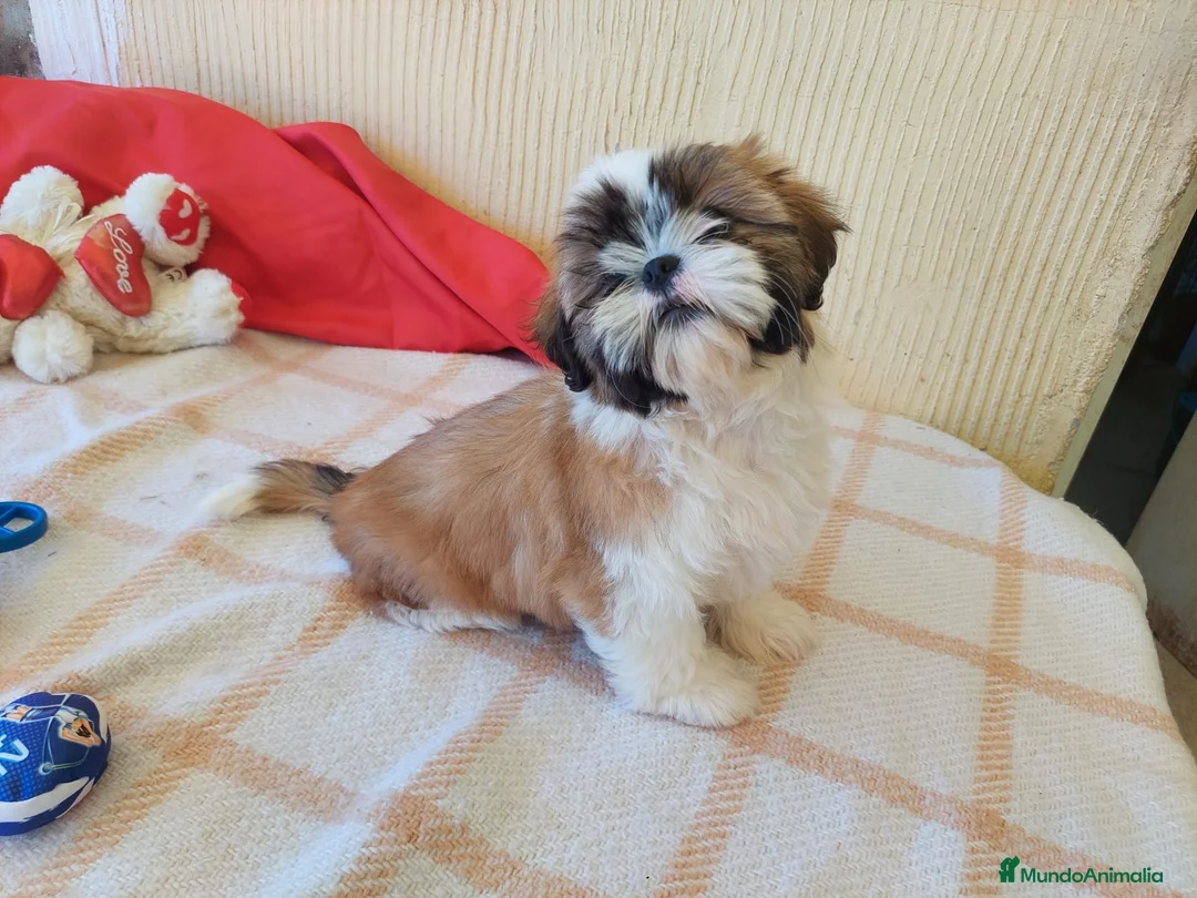 Shih Tzu perros en venta: OPORTUNIDAD PRECIOSO SHIHTZU  - Anuncio 1