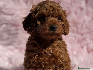 Caniche Toy perros - Anuncio 14