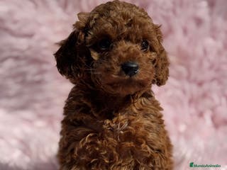Caniche Toy perros CANICHE TOY ROJOS EXCLUSIVOS - Anuncio 23