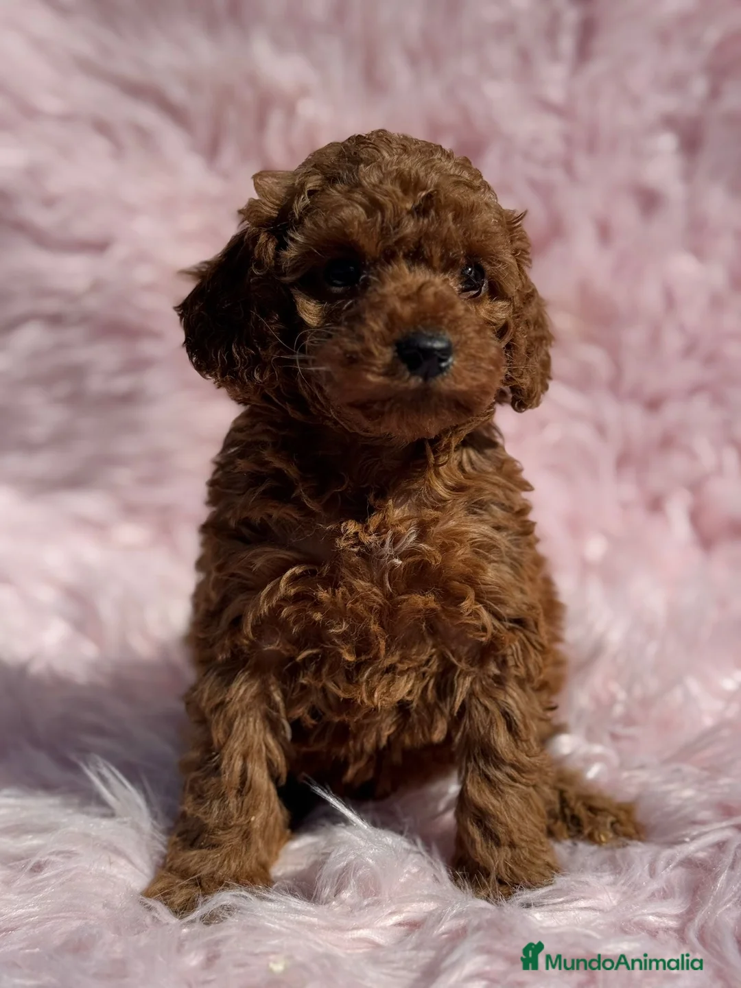 Caniche Toy perros en venta: CANICHE TOY ROJOS EXCLUSIVOS - Anuncio 1