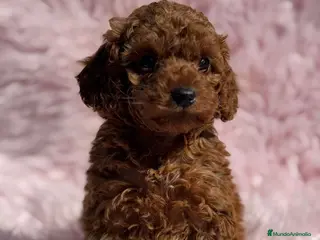 Caniche Toy perros CANICHE TOY ROJOS EXCLUSIVOS - Anuncio 33