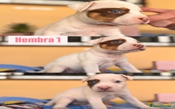 American Staffordshire-Terrier perros en venta: American Stafford  - Imagen 1