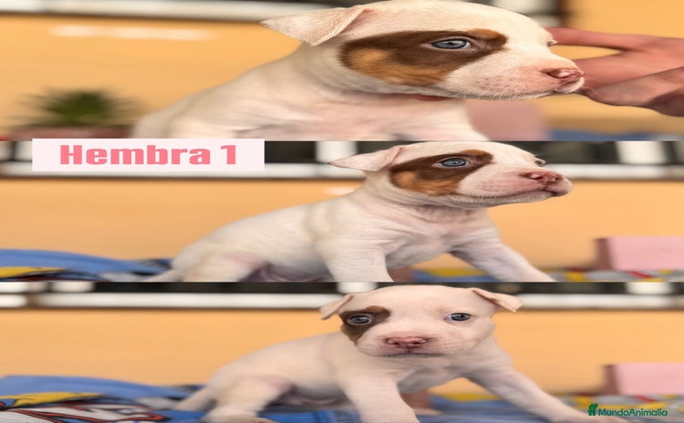 American Staffordshire-Terrier perros - Anuncio 1