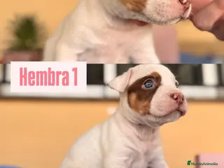 American Staffordshire-Terrier perros American Stafford - Anuncio 4