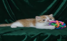 Exótico de Pelo Corto gatos en venta: 🐯 EXOTIC SHORTHAIR RED TABBY & WHITE - Imagen 14