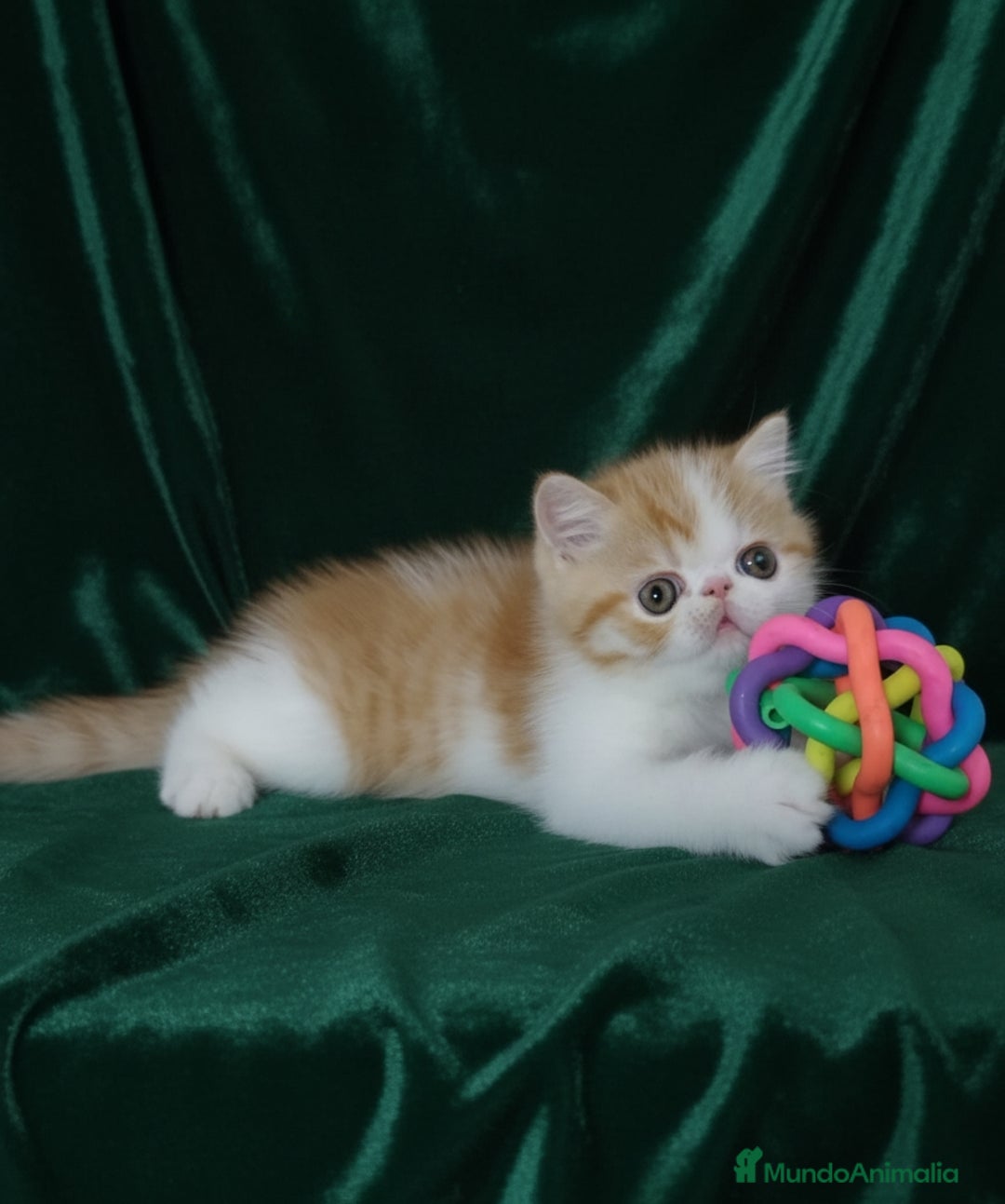 Exótico de Pelo Corto gatos en venta: 🐯 EXOTIC SHORTHAIR RED TABBY & WHITE - Imagen 14