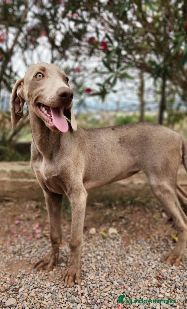 Weimaraner perros WEIMARANER ECONÓMICO  - Anuncio 17