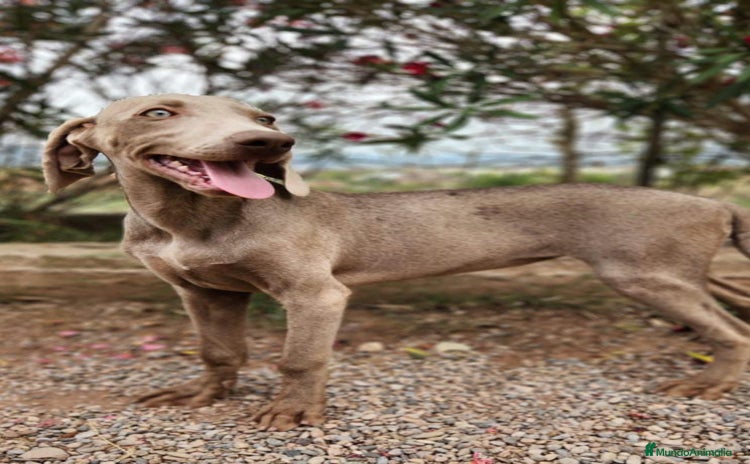 Weimaraner perros - Anuncio 1
