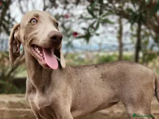 Weimaraner perros WEIMARANER ECONÓMICO - Anuncio 8