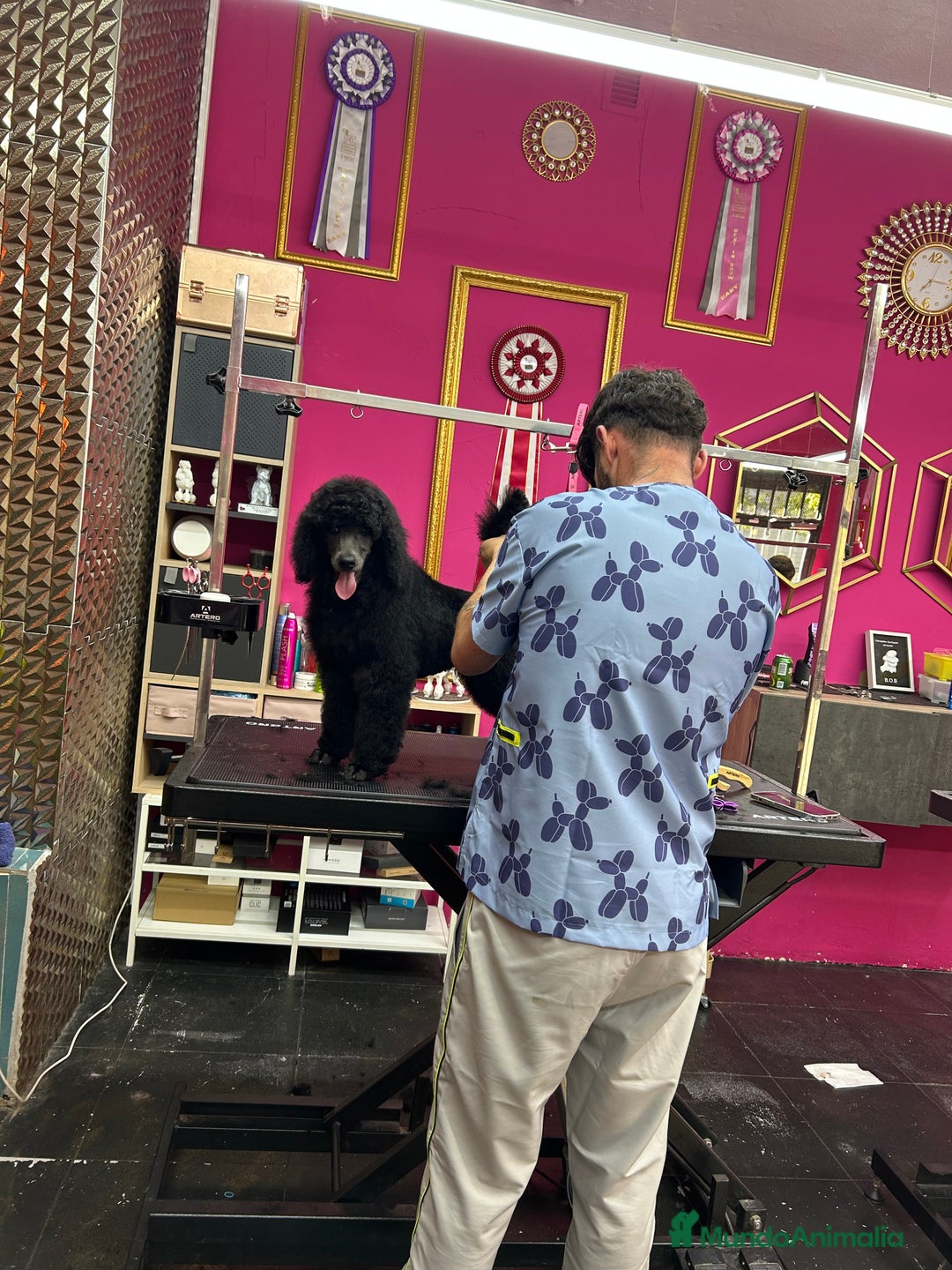Caniche Gigante perros en venta: Caniche gigante  - Imagen 3