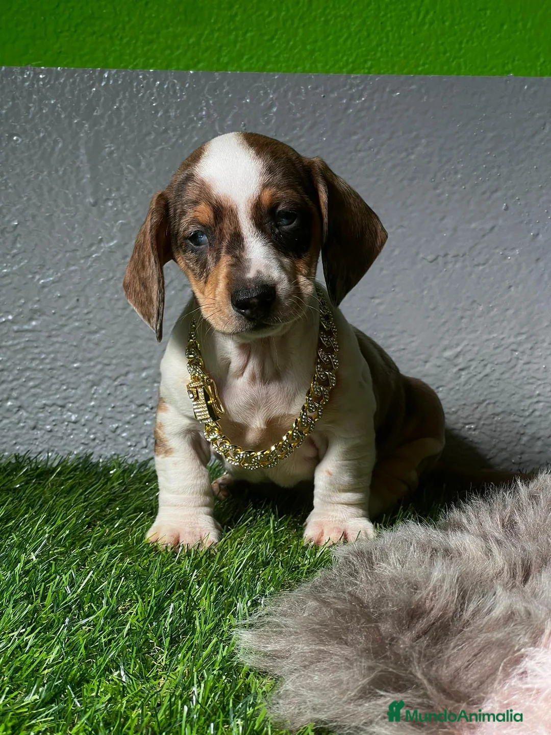 Teckel perros en venta: TECKEL MINIATURA //// en Badajoz - Anuncio 2