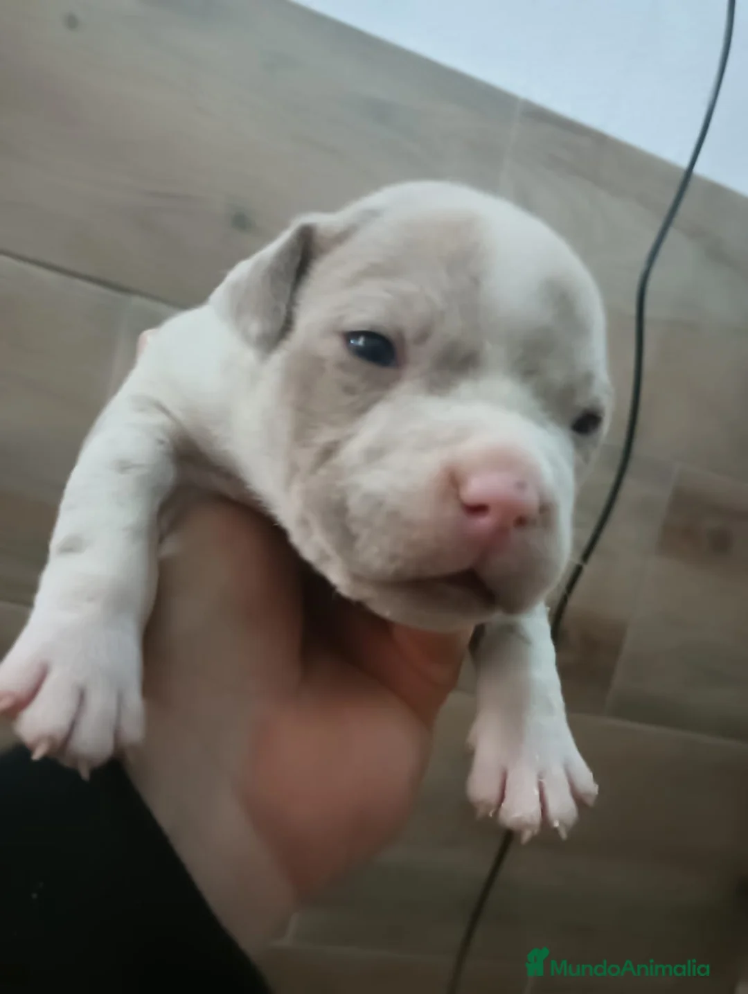 American Bully perros en venta: American bully micro exotic - Anuncio 7