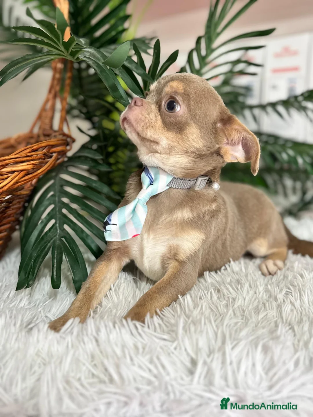 Chihuahua perros en venta: CHIHUAHUA ADULTO - Anuncio 12