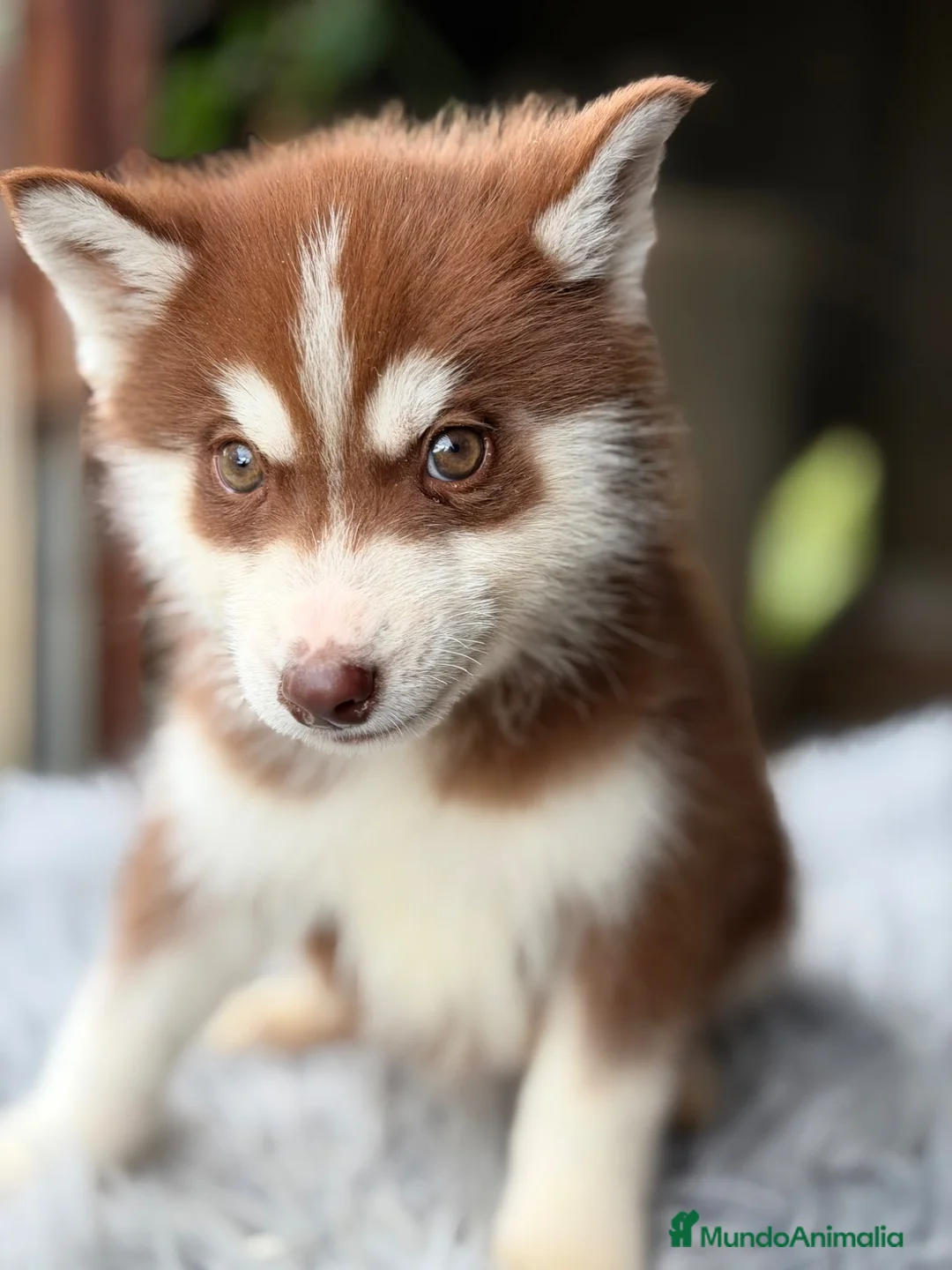 Husky Siberiano perros en venta: Husky rojo económico  - Anuncio 2