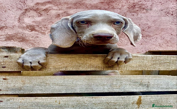 Weimaraner perros en Riópar - Propaganda 11