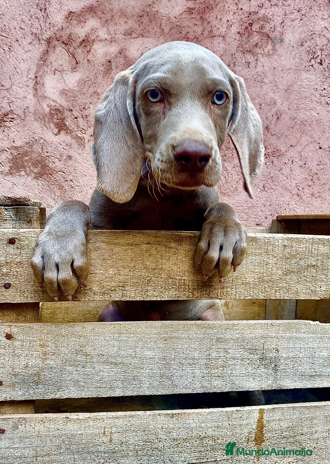 Weimaraner perros en venta: Magníficos bracos de Weimar- Último cachorro!!! en Riópar - Imagen 1