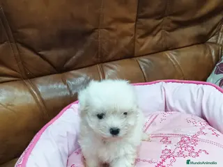 Bichón Maltés perros BICHON MALTÉS - Anuncio 2