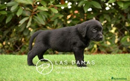 Labrador Retriever perros en venta: Labrador retriever color negro disponibles - Imagen 4