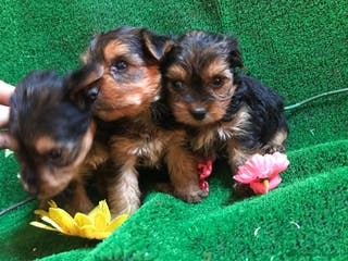 Yorkshire Terrier perros YORKSHIRE ////// GRAN SELECCIÓN CANINA - Anuncio 9