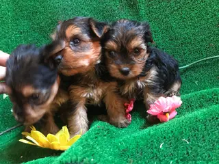 Yorkshire Terrier perros YORKSHIRE ////// GRAN SELECCIÓN CANINA - Anuncio 30