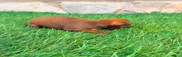 Pinscher Miniatura perros en venta: Pinscher Miniatura roja - Anuncio 3