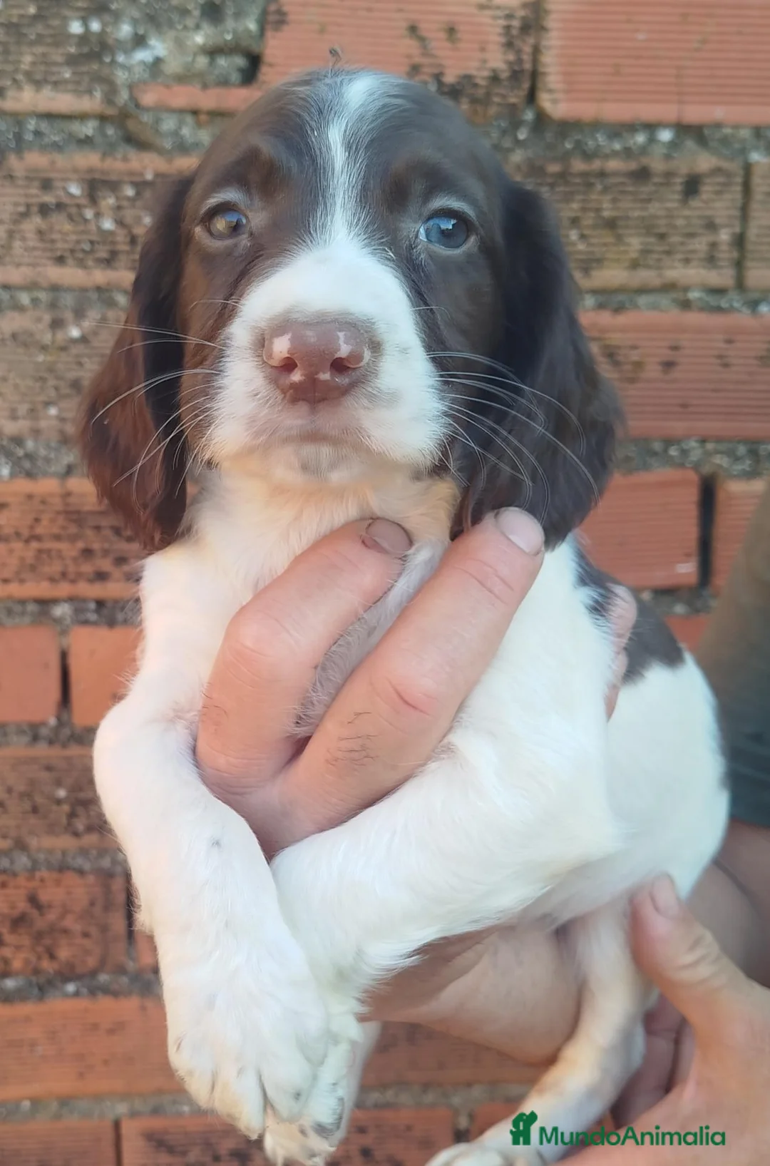 English Springer Spaniel perros en venta:  CACHORRO SPRINGER  - Anuncio 1