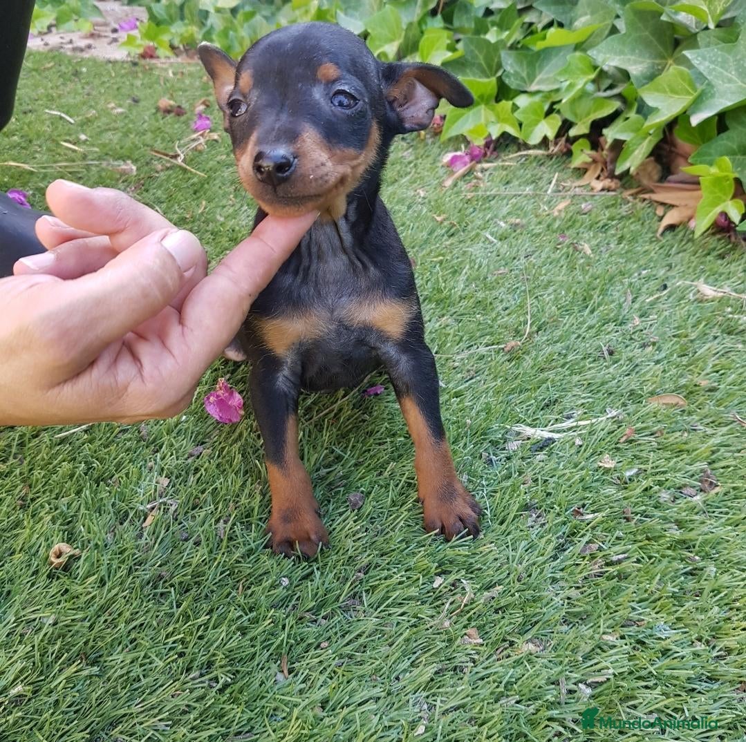 Pinscher Miniatura perros Pinscher Mini Calidad y Belleza - Anuncio 1