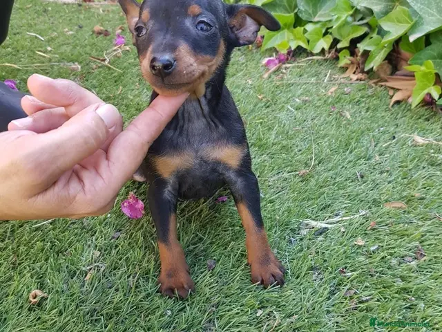 Pinscher Miniatura perros en venta: Pinscher Mini Calidad y Belleza - Anuncio 1