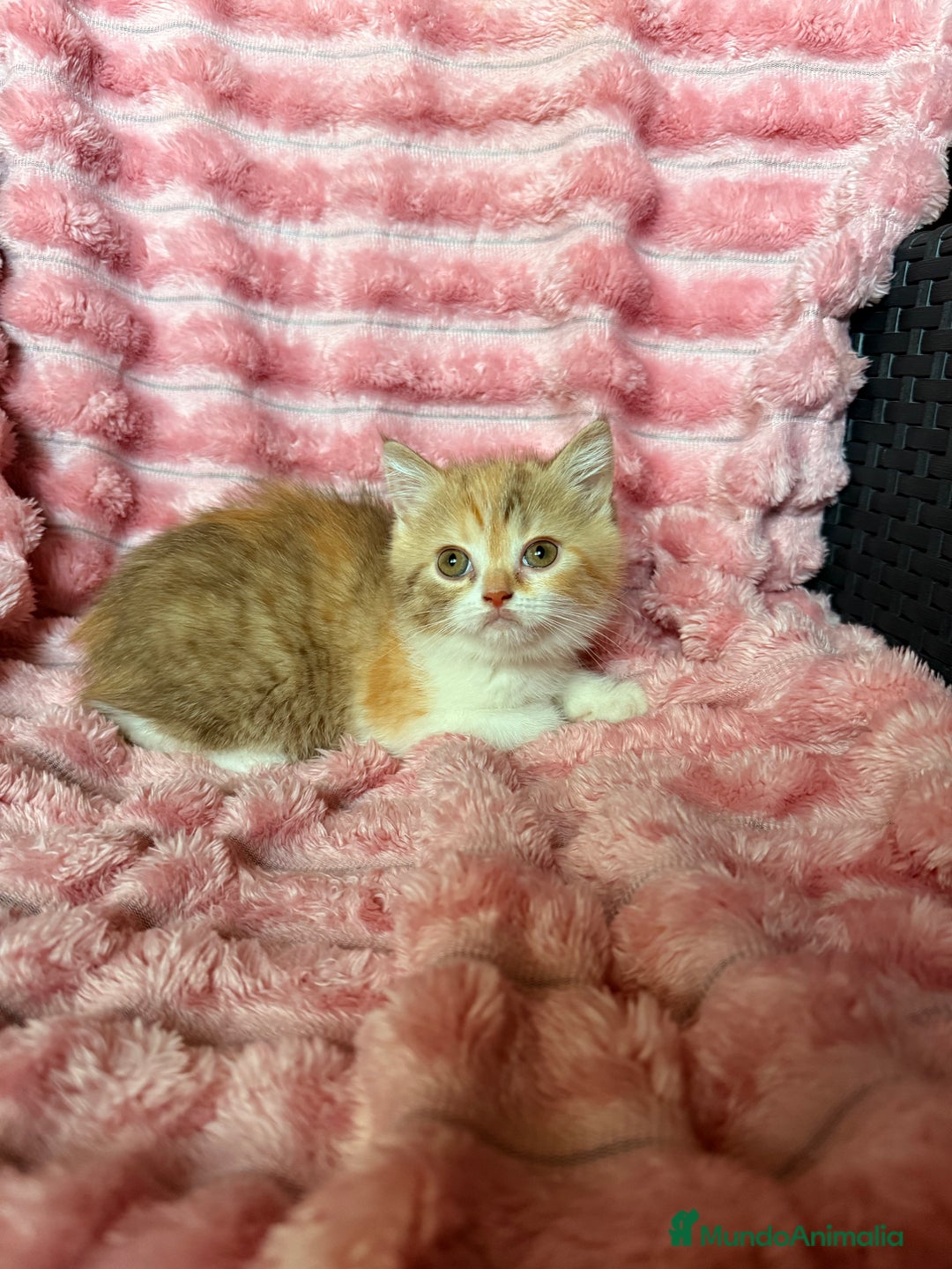 Británico de Pelo Corto gatos en venta: Preciosa British Calicó Diluida - Imagen 4