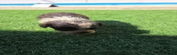 Perro de Agua Español perros en venta: Camada perros de agua  en Álava - Anuncio 4
