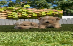 Maltipoo perros en venta: MALTIPOO MACHOS - Imagen 21