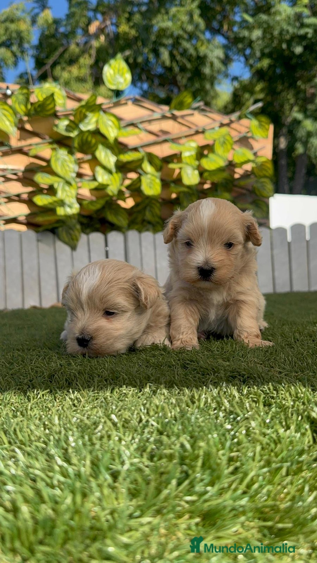 Maltipoo perros en venta: MALTIPOO MACHOS - Imagen 21