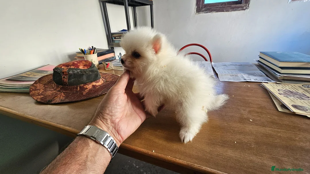 Pomerania perros en venta: Pomerania mini toy  - Anuncio 1