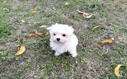 Bichón Maltés perros en venta: Bichon Maltés entrega en diciembre!! - Anuncio 3