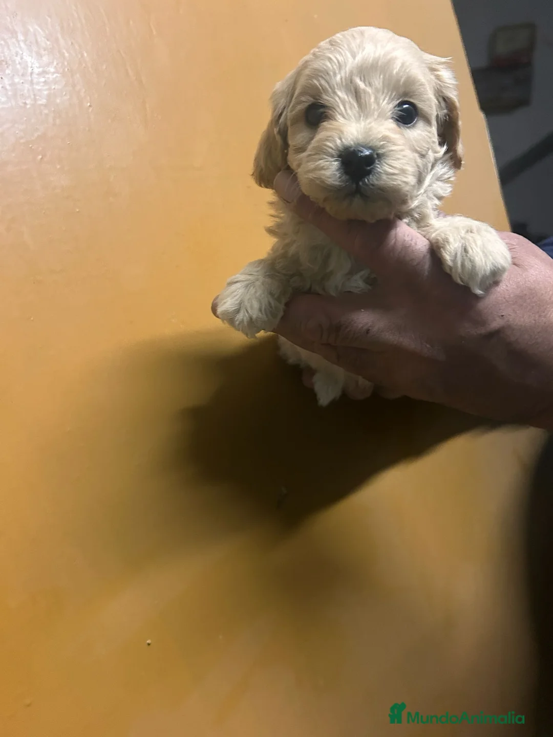 Maltipoo perros en venta: Maltipoo 628789235 - Anuncio 4