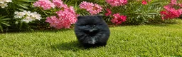 Pomerania perros en venta: Pomeranias con pedigree - Anuncio 3