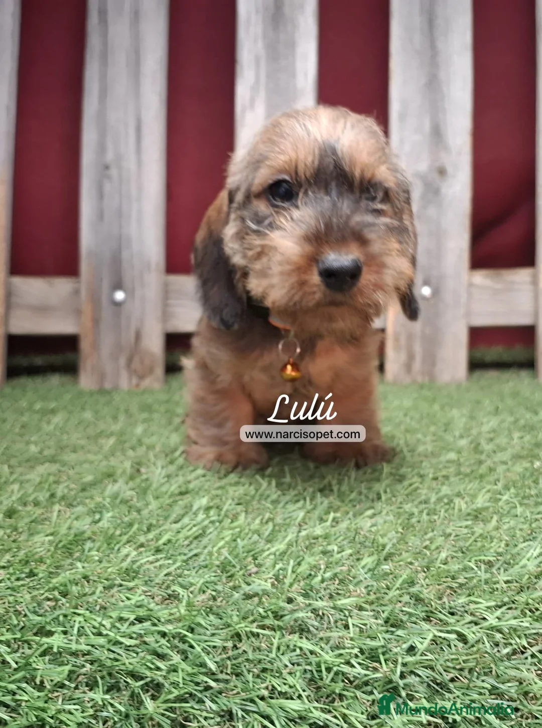 Teckel Miniatura perros en venta: TECKEL PELO DURO HOJA SECA - Anuncio 2