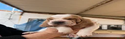 Basset Hound perros en venta: Basset Hound  - Anuncio 1