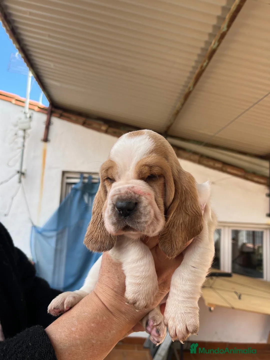 Basset Hound perros en venta: Basset Hound  - Anuncio 1