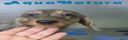 Teckel perros en venta: Teckel Hembra Pelo Largo Arlequin - Anuncio 7