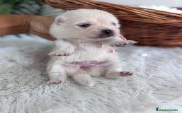 Pomerania perros en venta: POMERANIA HEMBRA - Imagen 7