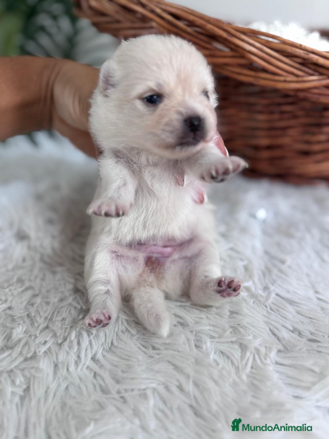 Pomerania perros en venta: POMERANIA HEMBRA - Imagen 7