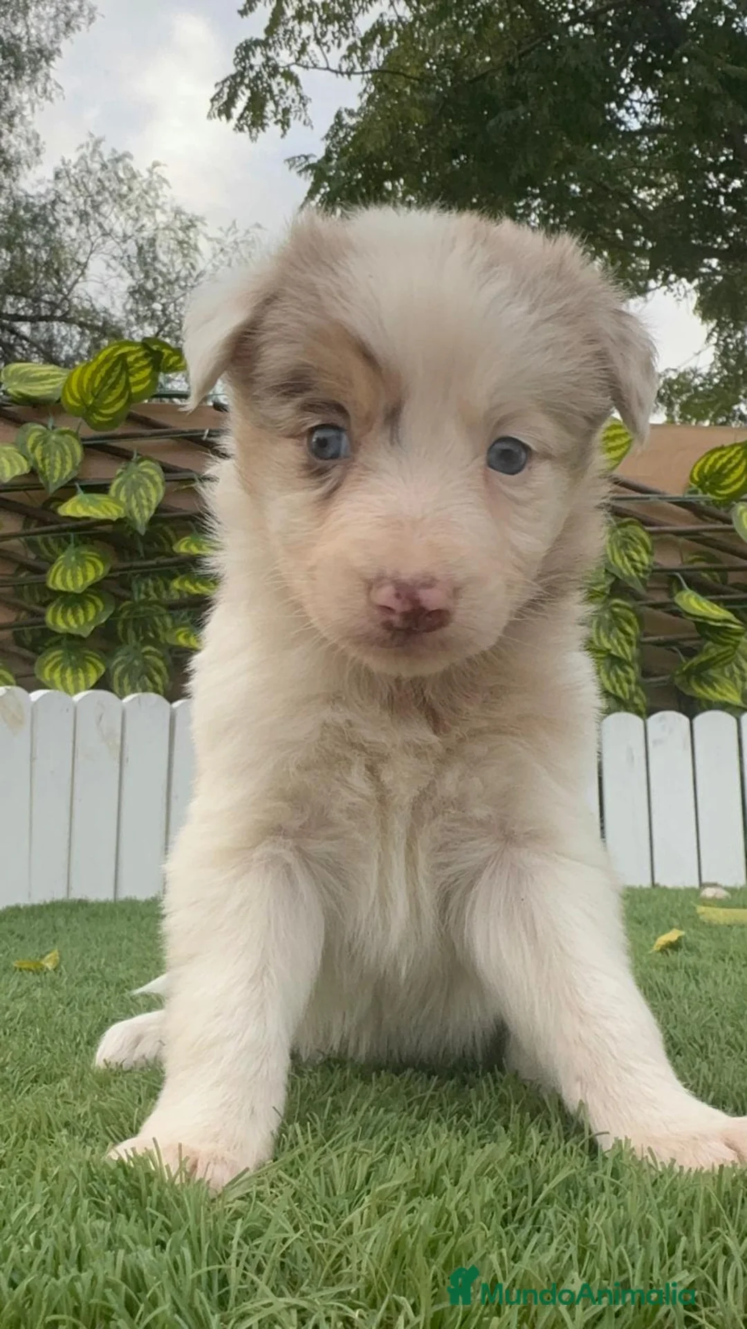 Border Collie perros en venta: BORDER COLLIE MACHO Y HEMBRA en Madrid - Anuncio 4