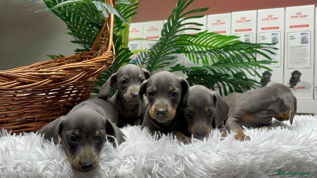 Teckel Miniatura perros en venta: TECKEL MINIATURA BLUE - Anuncio 11