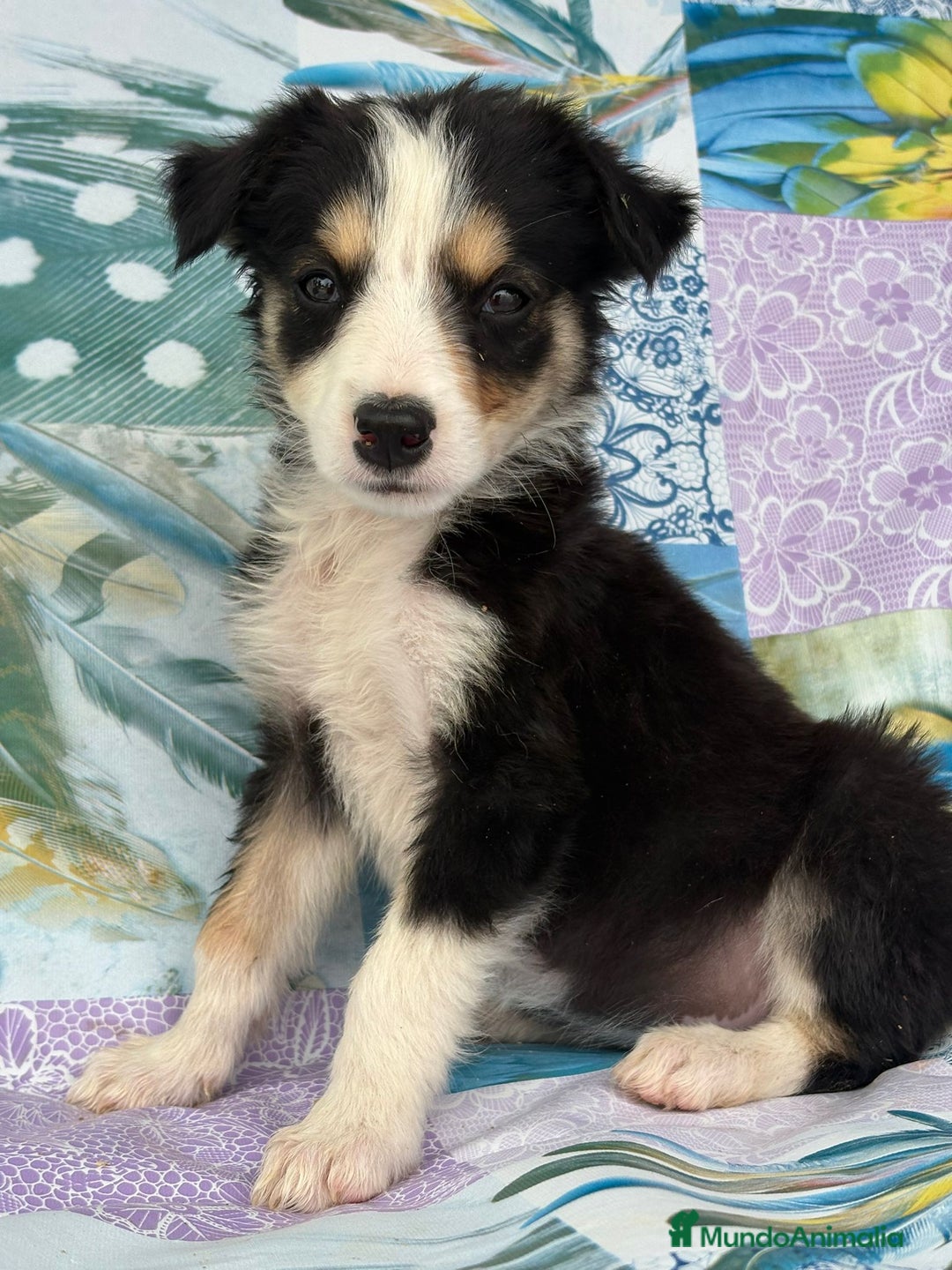 Border Collie perros en venta: Border collie última hembra  - Imagen 4