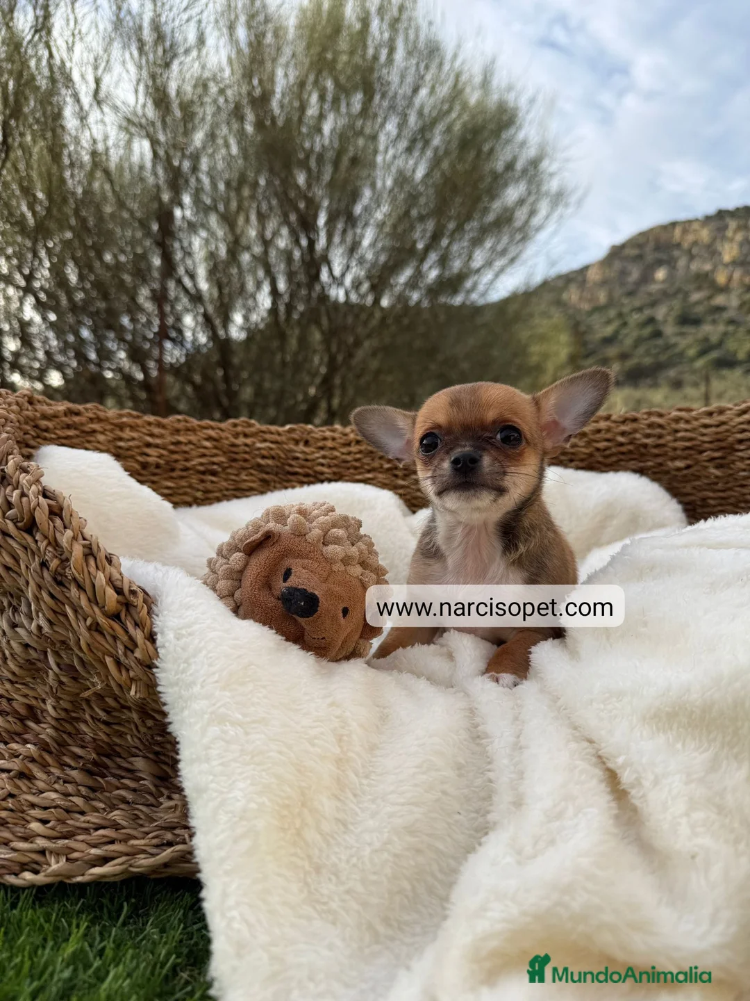 Chihuahua perros en venta: CHIHUAHUA - Anuncio 7