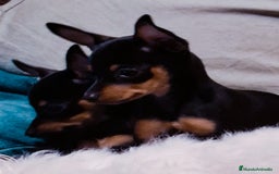 Ratón de Praga perros en venta: Ratón de Praga  - Imagen 1