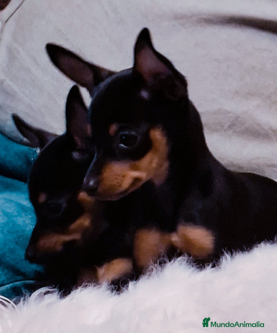 Ratón de Praga perros en venta: Ratón de Praga  - Imagen 1